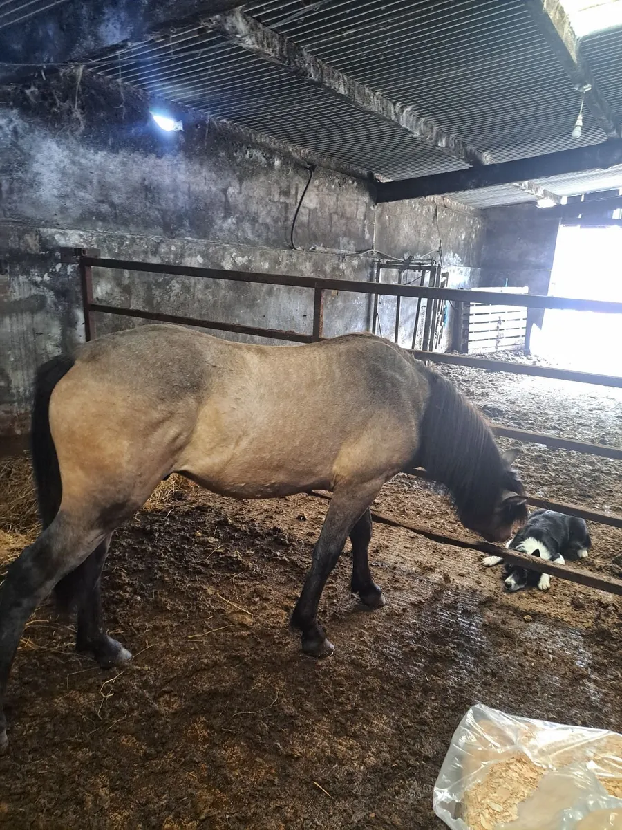Ponies - Image 2