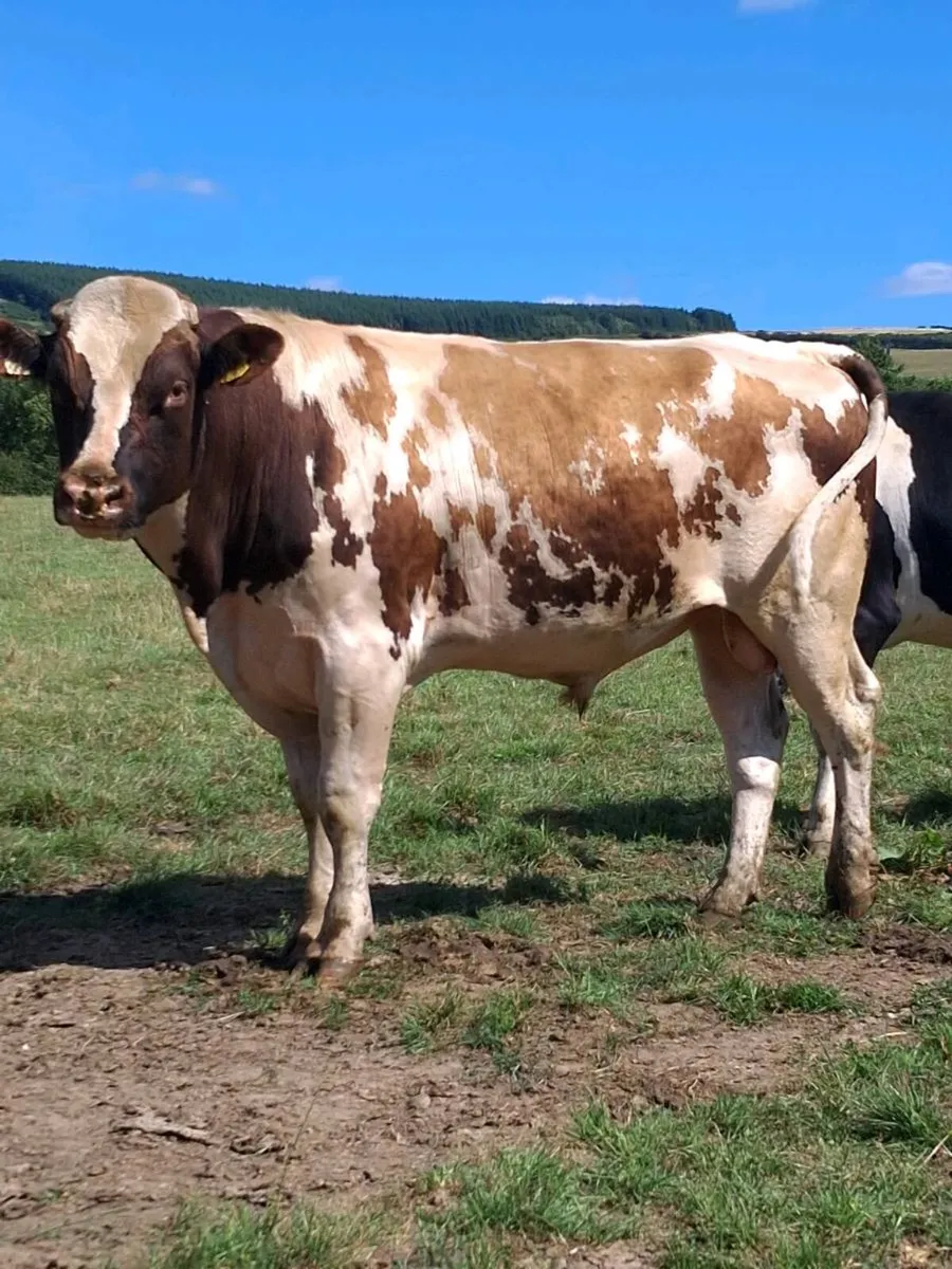 Red Friesian Bull - Image 1