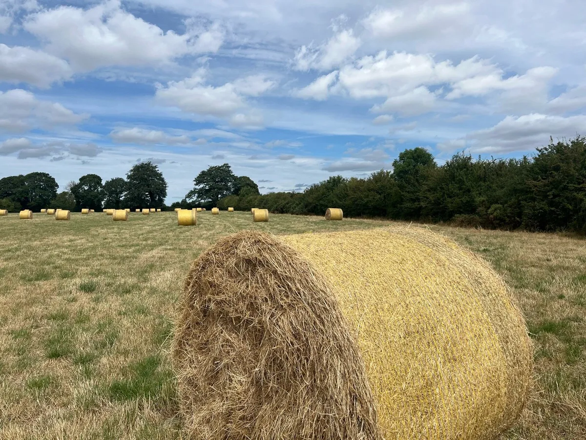 Top quality round bales of hay - Image 2