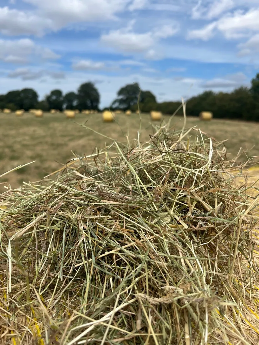 Top quality round bales of hay - Image 1