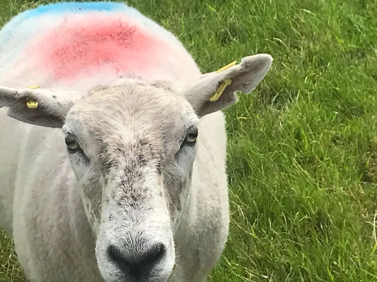 BREEDING EWES FOR SALE - Image 3