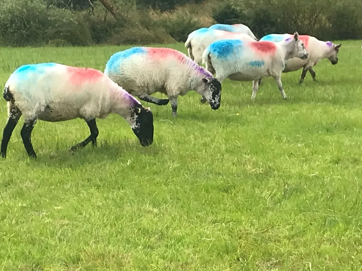 BREEDING EWES FOR SALE - Image 4