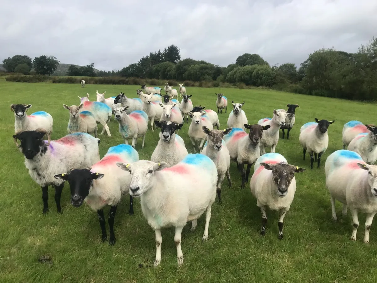 BREEDING EWES FOR SALE - Image 2