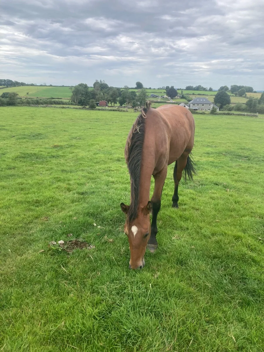 Horse - Image 2