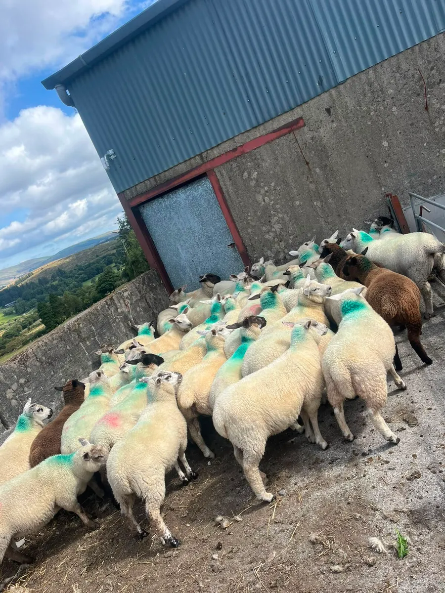 Organic lambs - Image 1