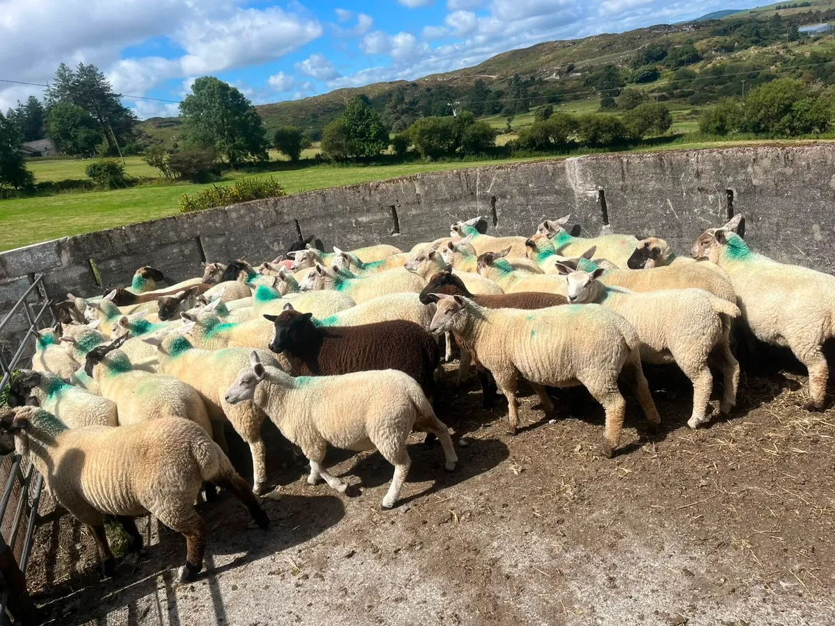 Organic lambs - Image 2