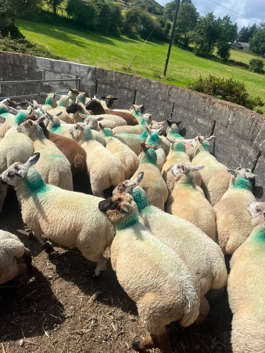 Organic lambs - Image 3