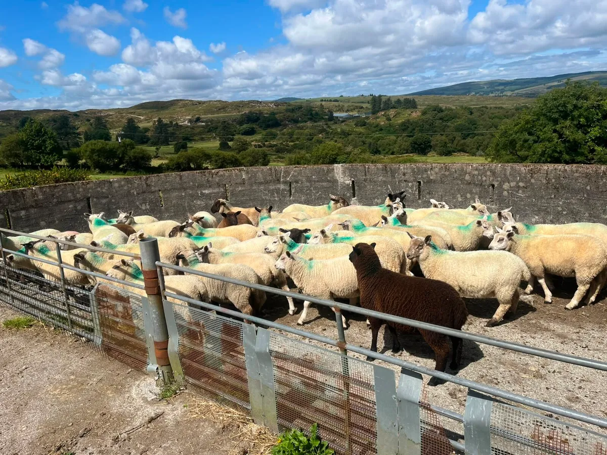 Organic lambs - Image 4