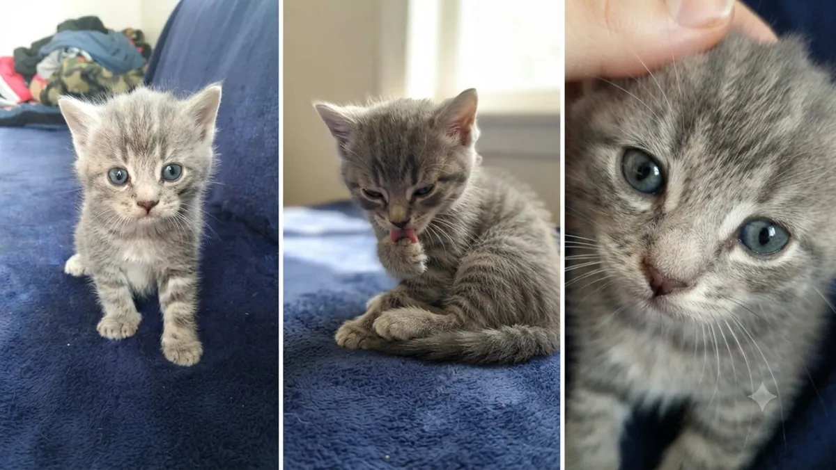 Beautiful British Shorthair Kittens.. Blue Tabby!
