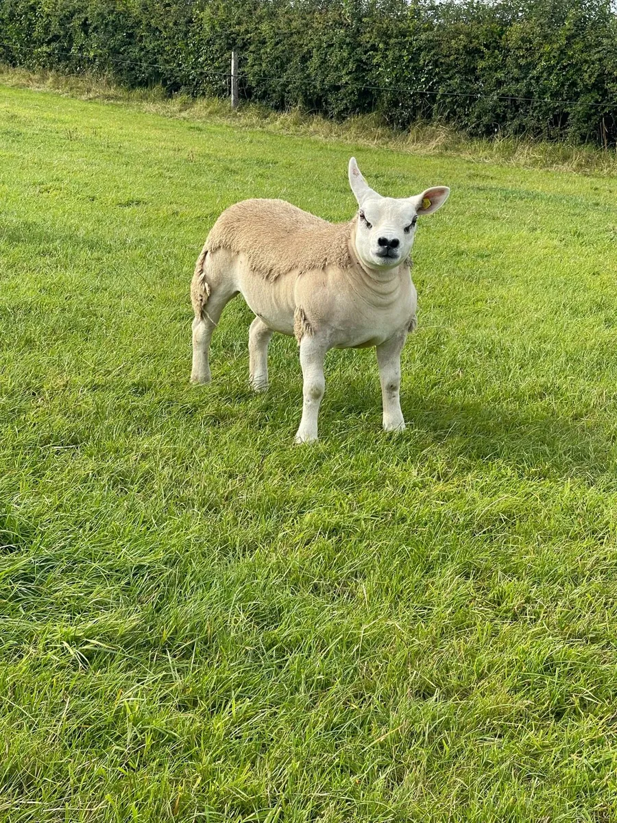 ⭐️Pedigree Registered Texel Ewe lambs⭐️ - Image 1