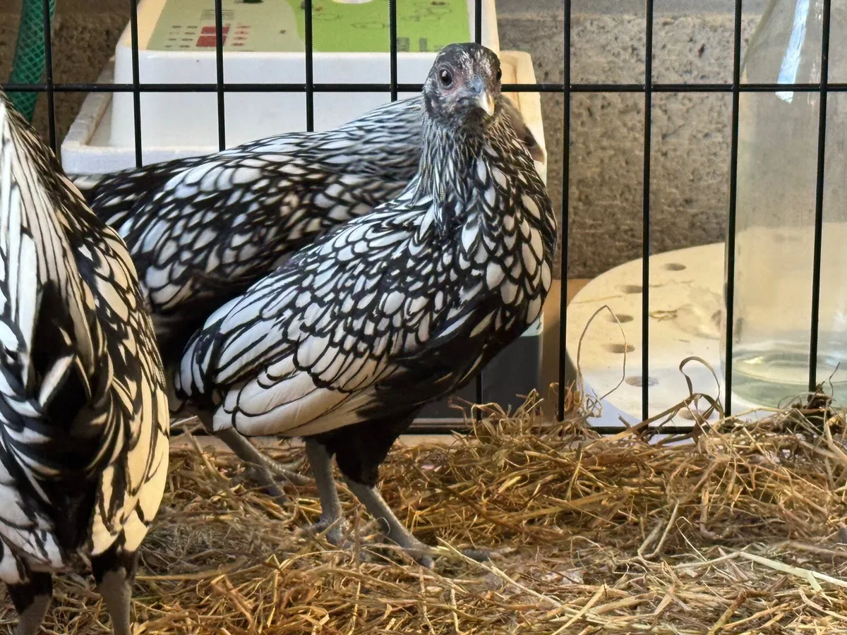 Silver Sebright Bantams Roosters - Image 2