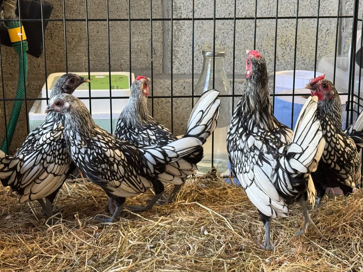 Silver Sebright Bantams Roosters - Image 1