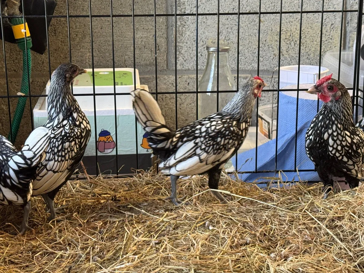 Silver Sebright Bantams Roosters - Image 3