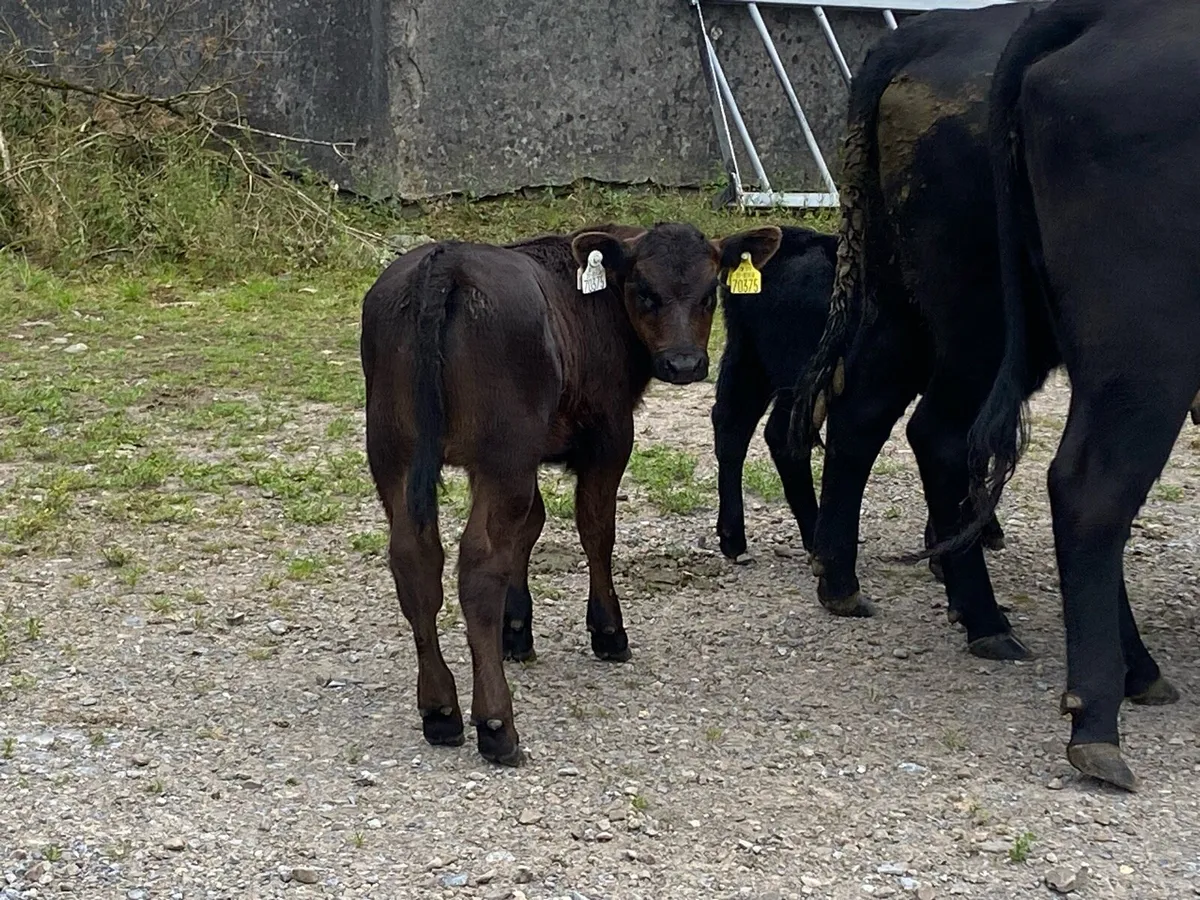 5 star Angus cow and calf scanned back incalf - Image 1