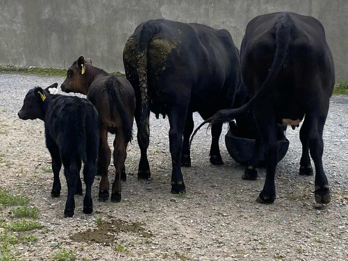 5 star Angus cows and calves - Image 2