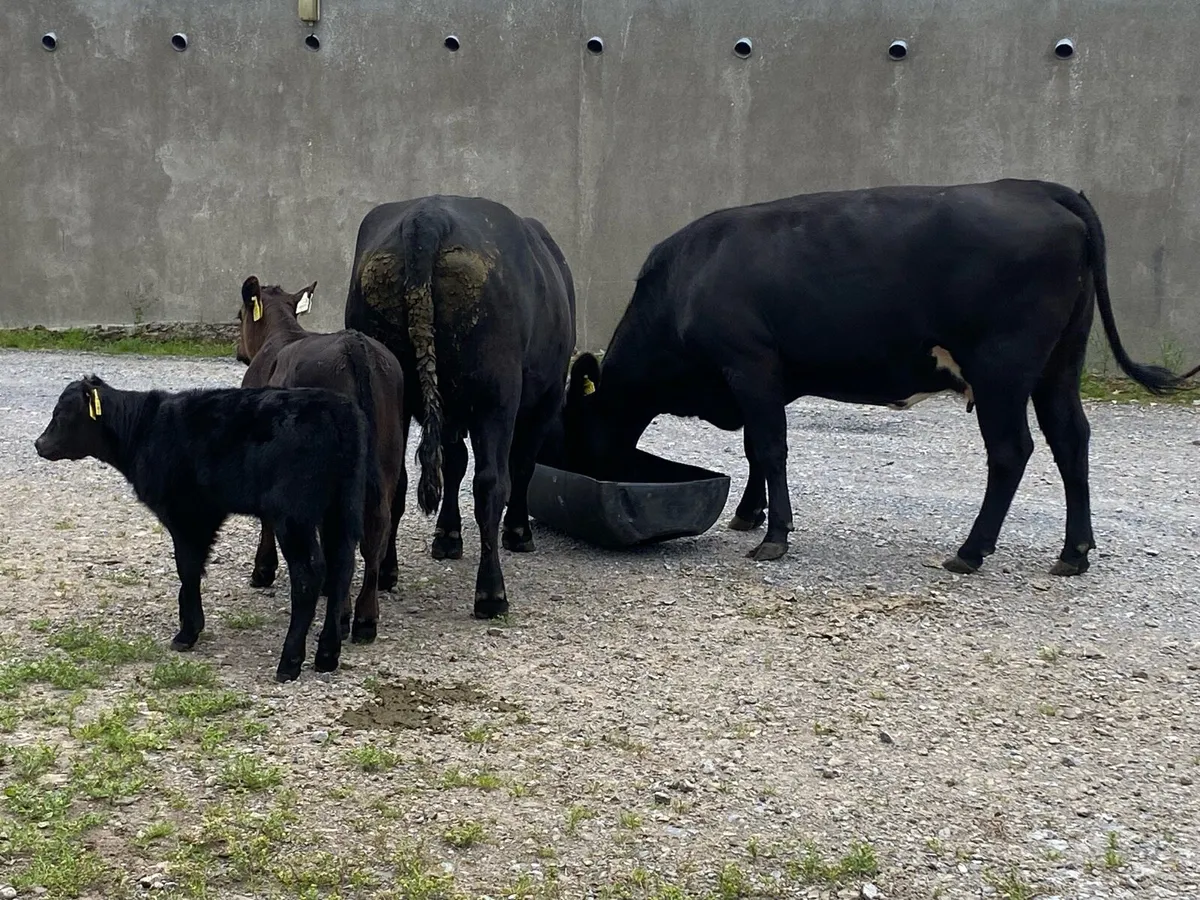 5 star Angus cows and calves - Image 3