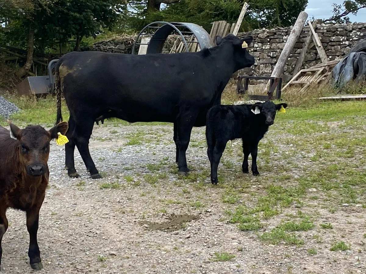 5 star Angus cows and calves - Image 4