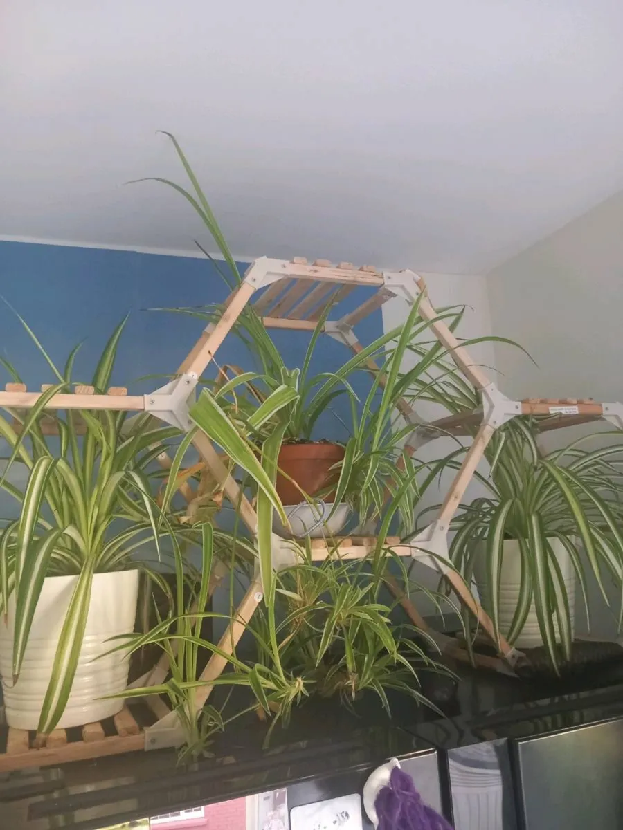 Stand and plants - Image 2