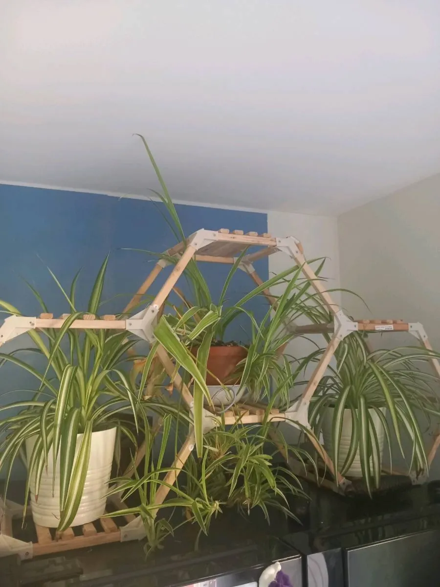 Stand and plants - Image 1