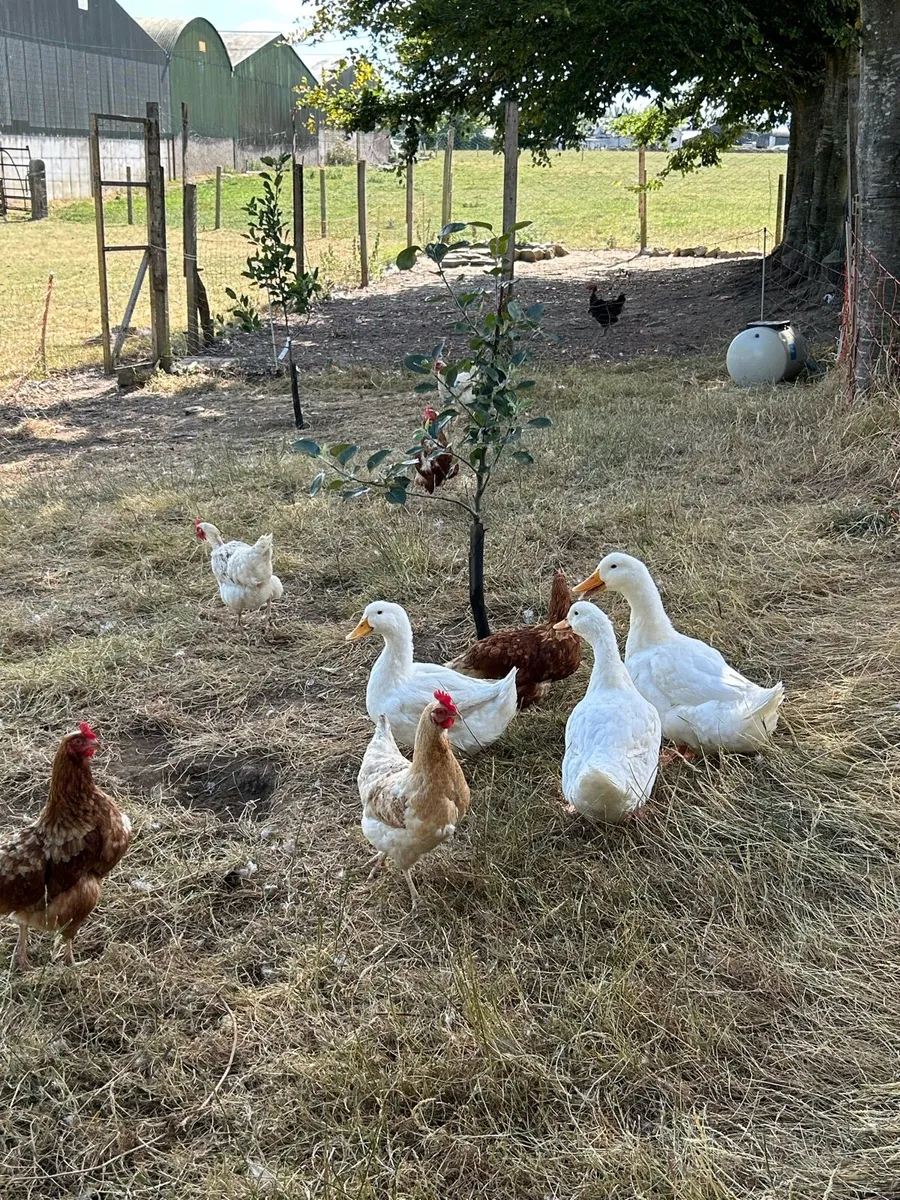 Female Aylesbury Ducklings for sale - Image 1