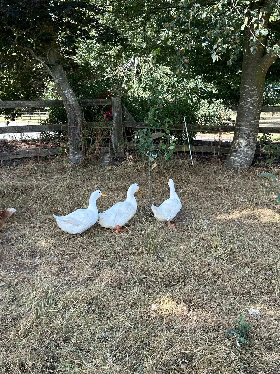 Female Aylesbury Ducklings for sale - Image 3