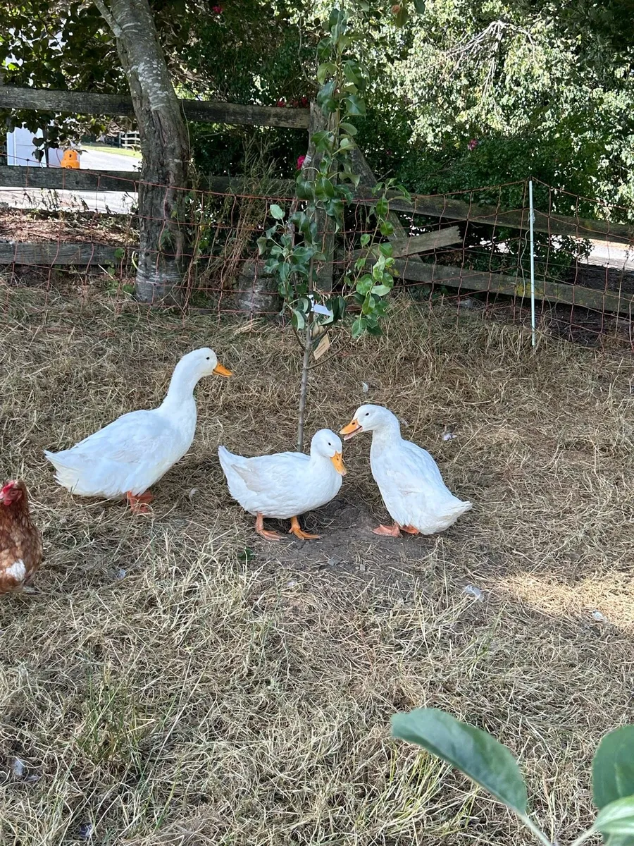 Female Aylesbury Ducklings for sale - Image 2