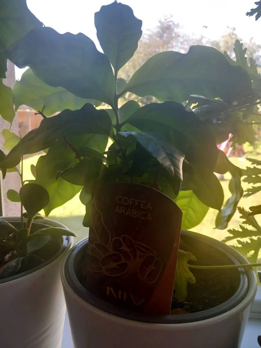 Coffee arabica plant - Image 1