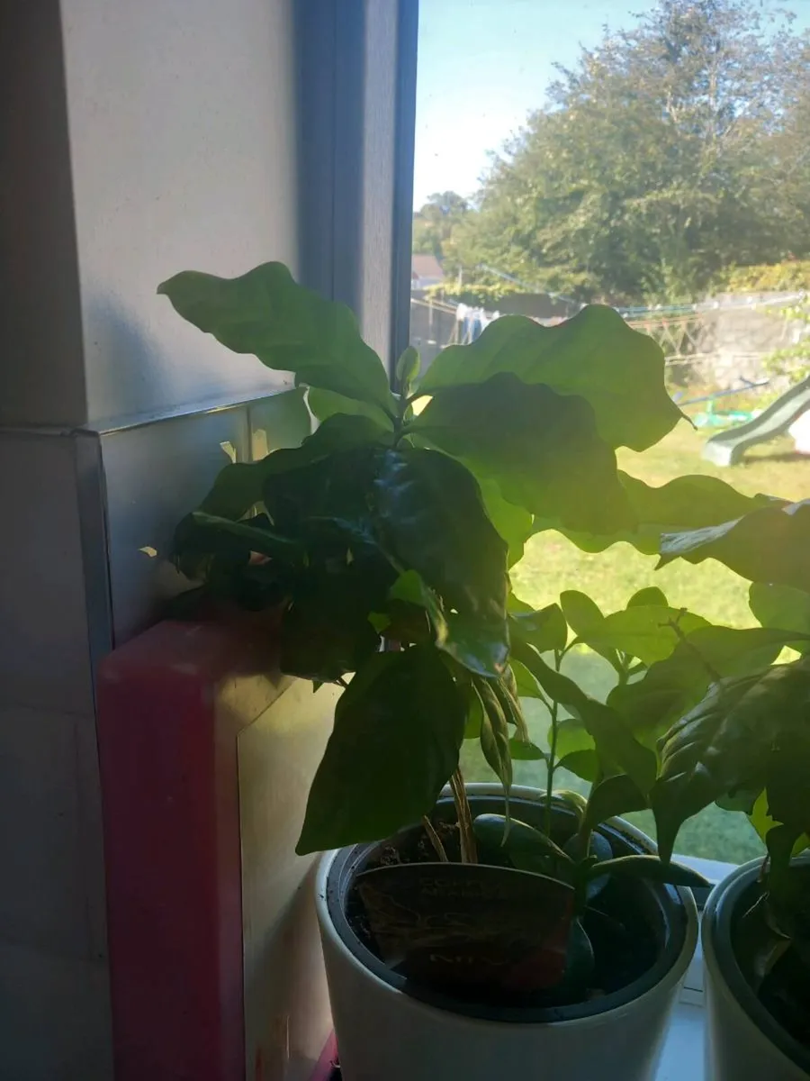 Coffee arabica plant - Image 2
