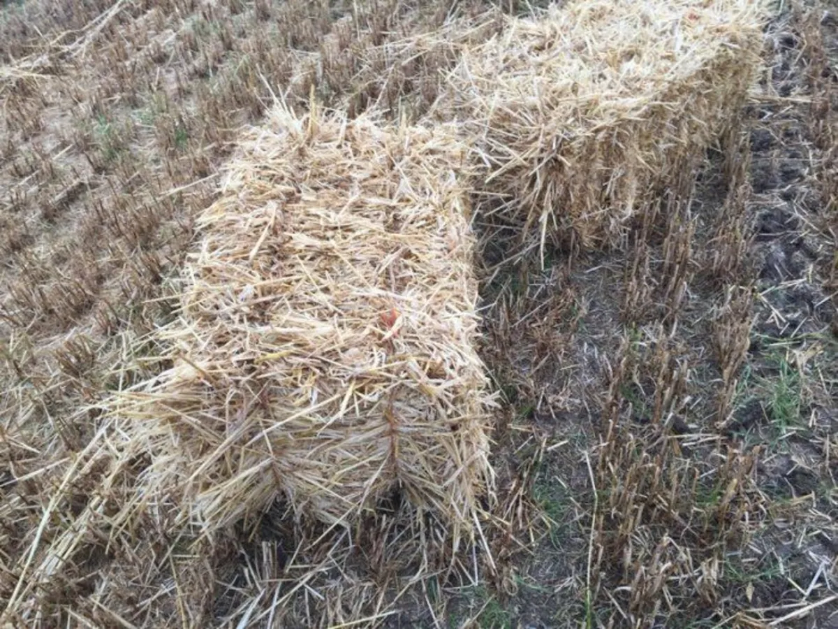 Straw small square bales
