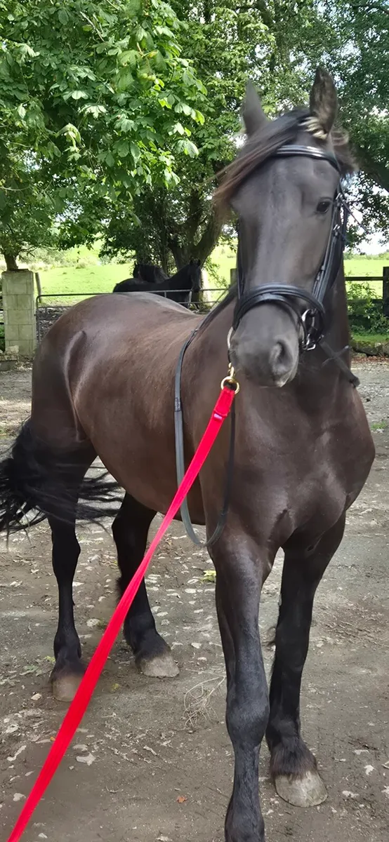 Friesian gelding - Image 2