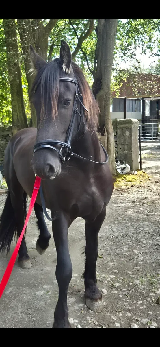 Friesian gelding - Image 3