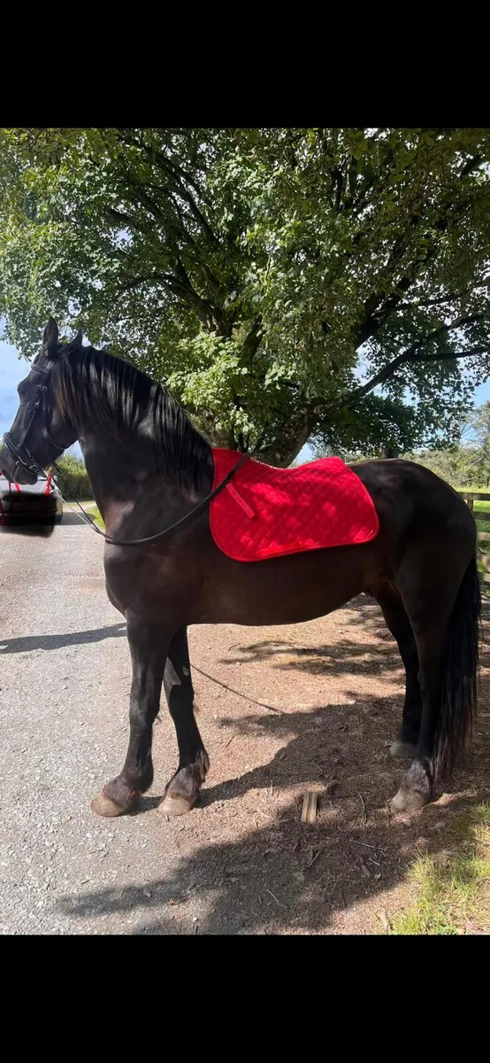 Friesian gelding - Image 1