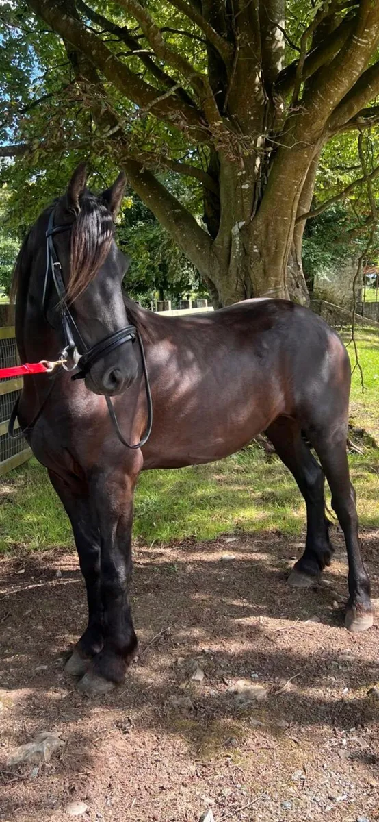 Friesian gelding - Image 4