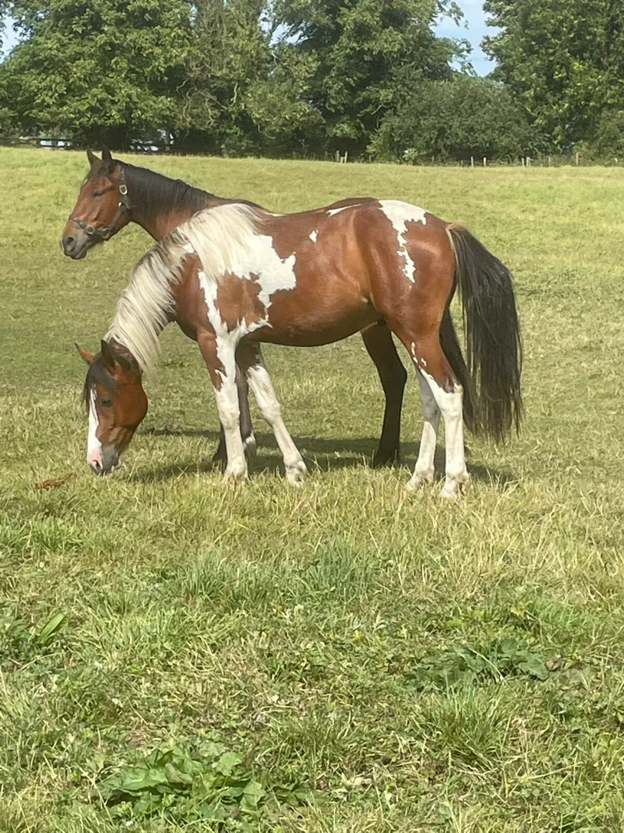 2 year old geldings - Image 2