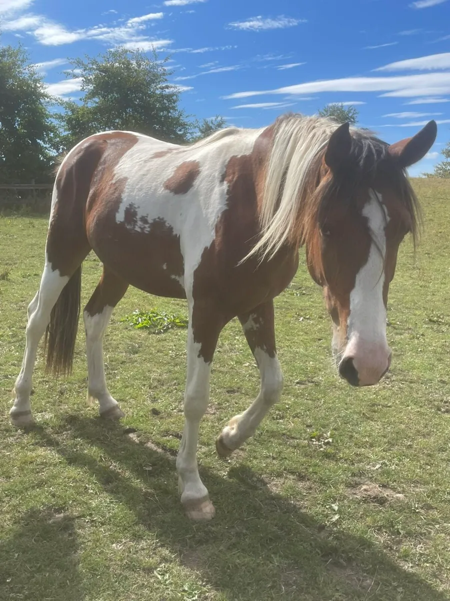 2 year old geldings - Image 3