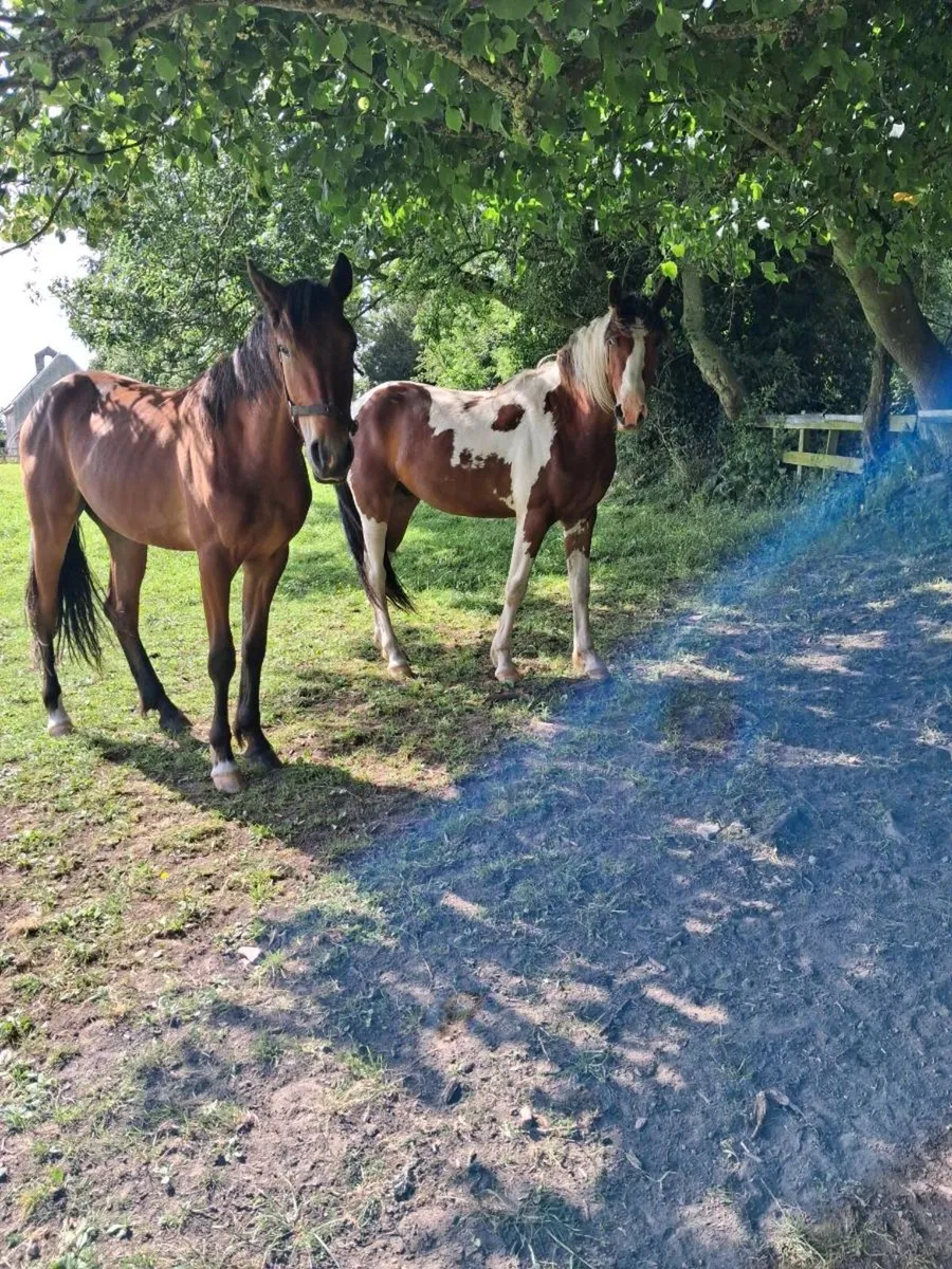 2 year old geldings - Image 1