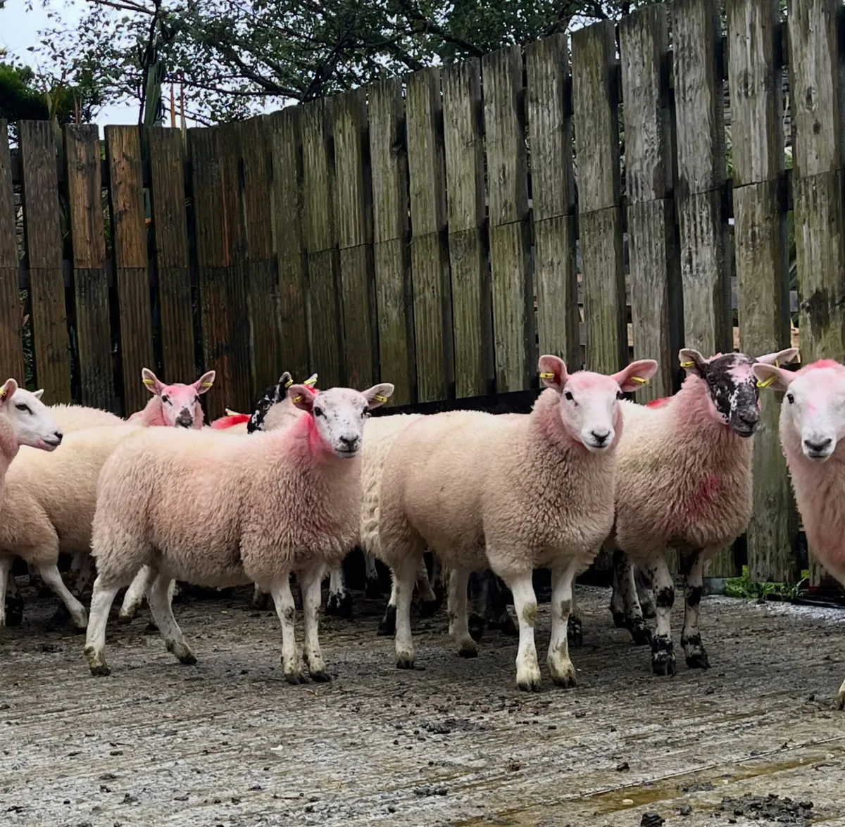Texel ewe lambs - Image 1