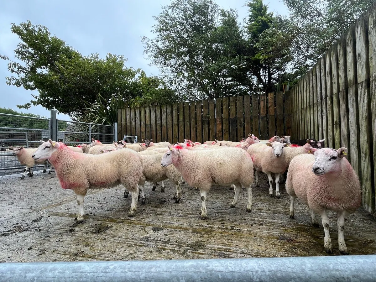 Texel ewe lambs - Image 2