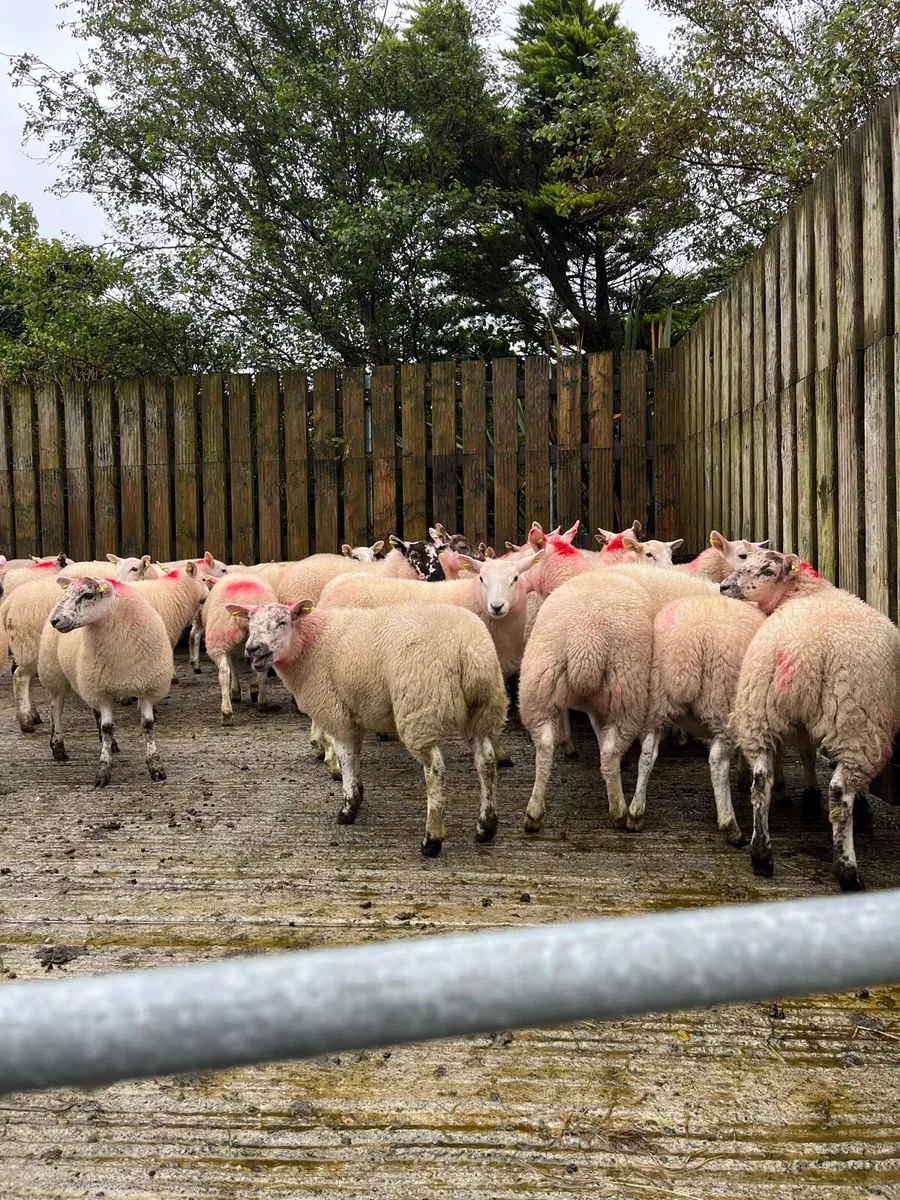 Texel ewe lambs - Image 4