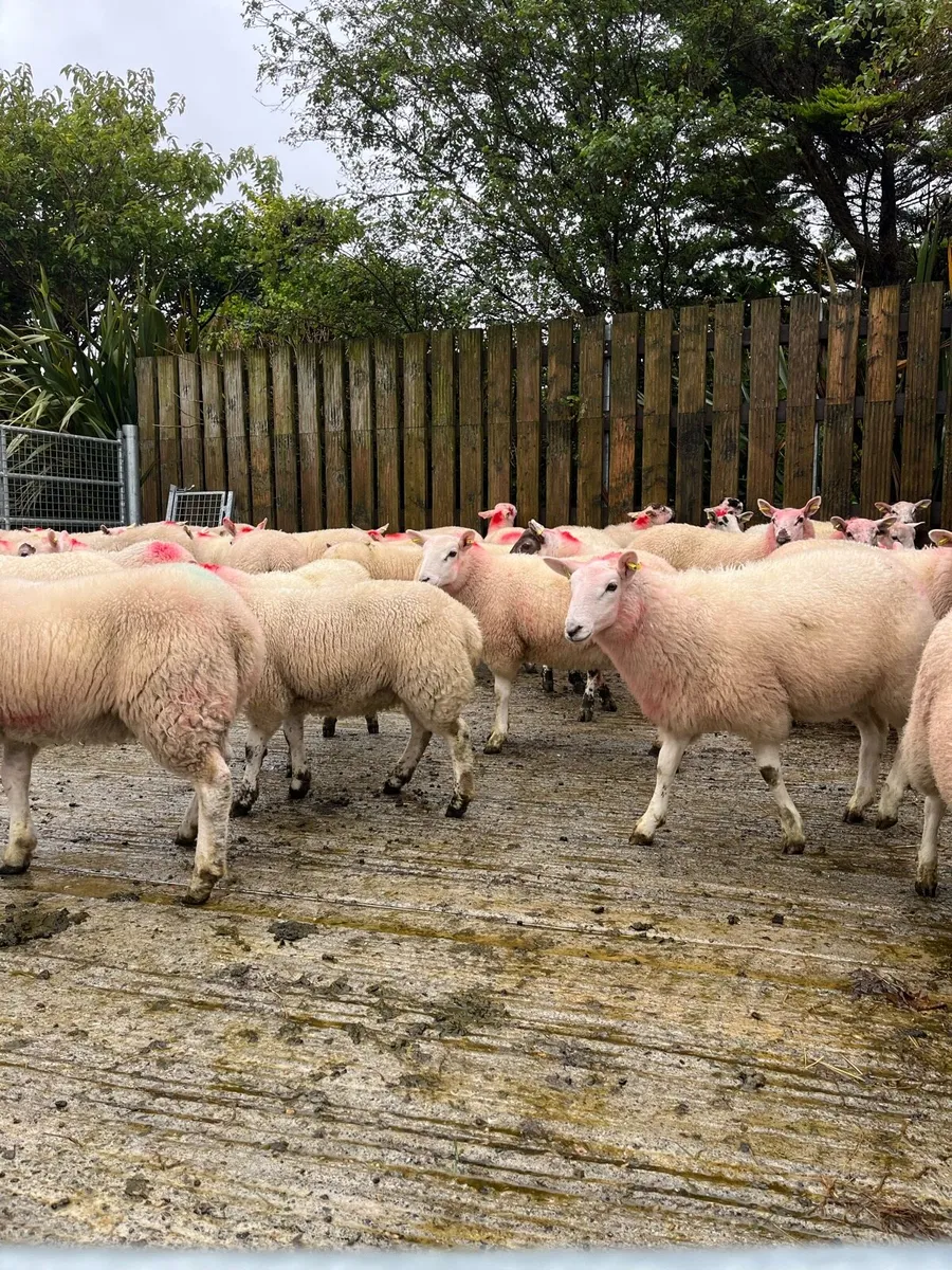 Texel ewe lambs - Image 3