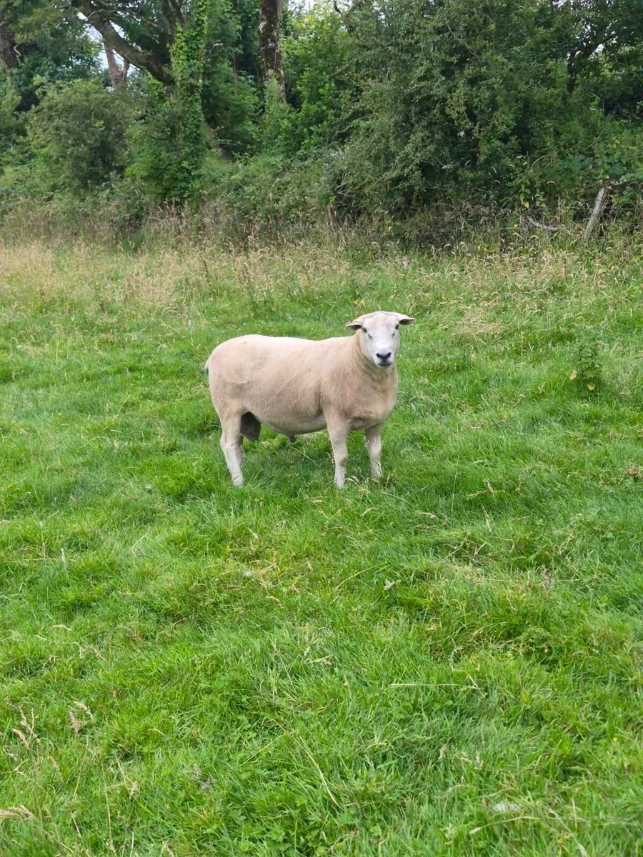 Lleyn Pbnr ram - Image 1