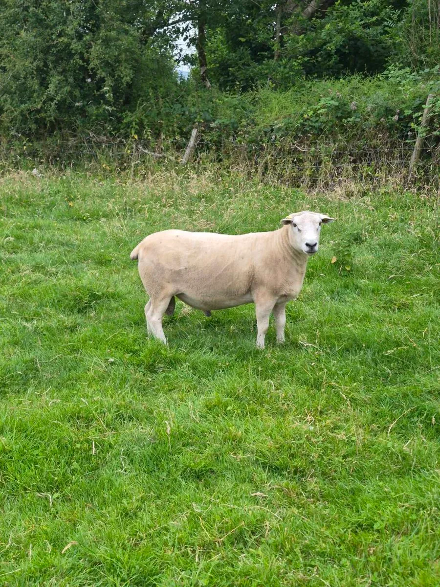 Lleyn Pbnr ram - Image 2