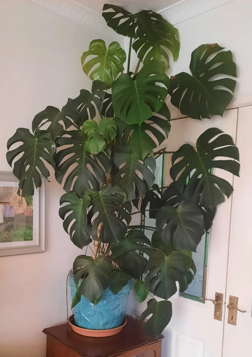 House plant - large Cheese plant