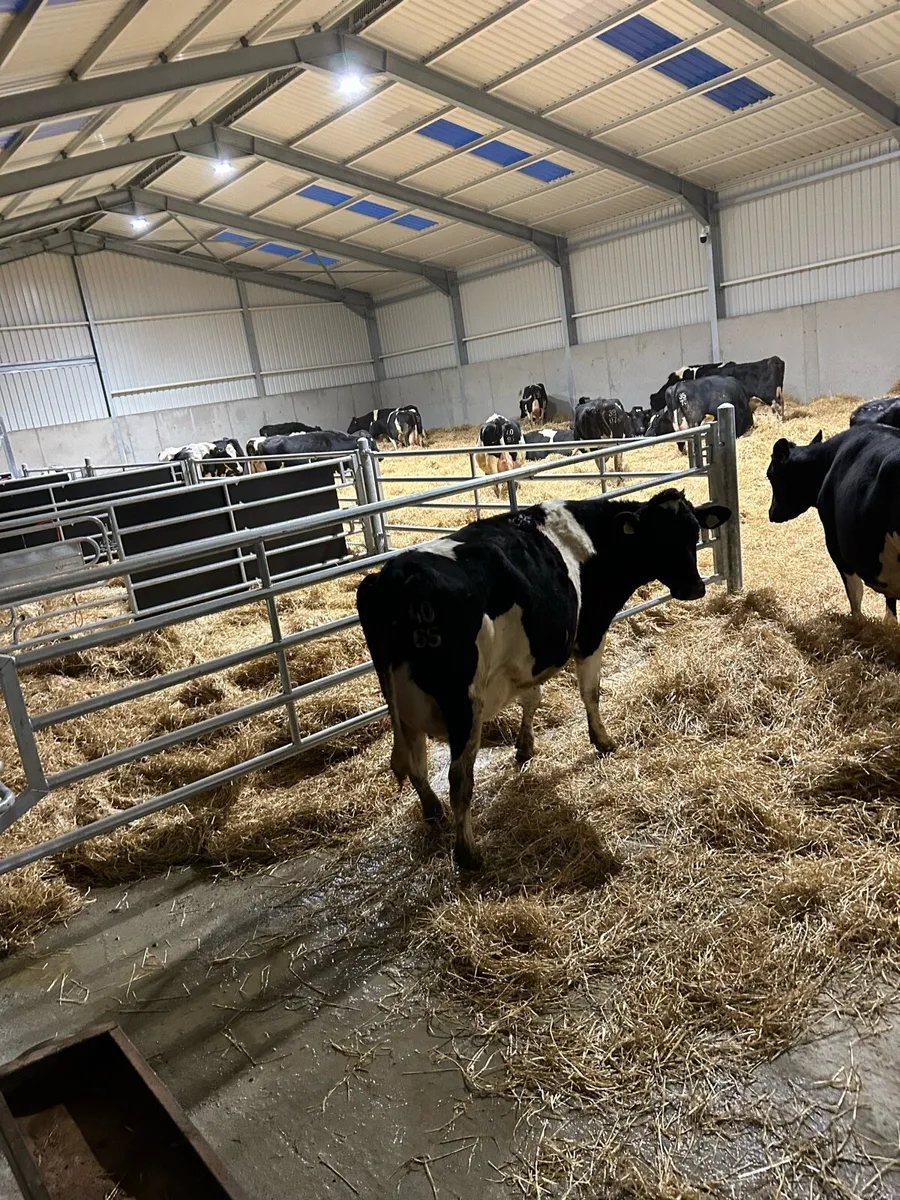Relief milking
