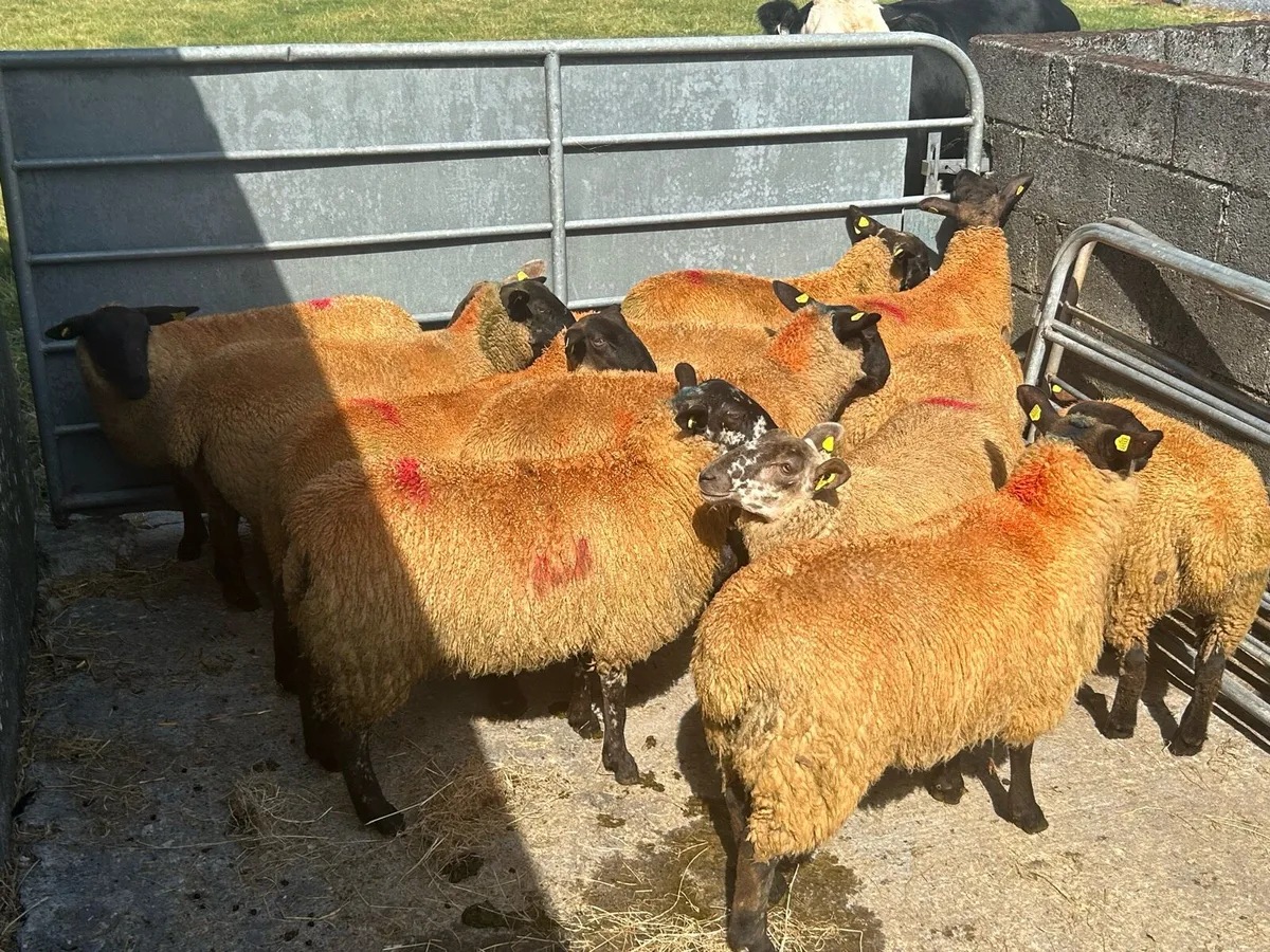 13 Super SuffolkXMule Ewe Lambs - Image 3