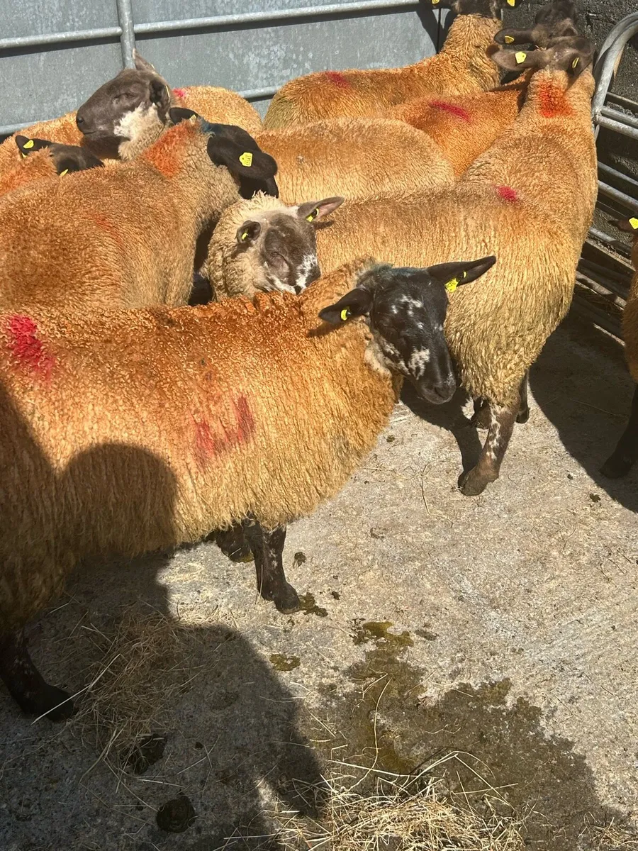 13 Super SuffolkXMule Ewe Lambs - Image 4