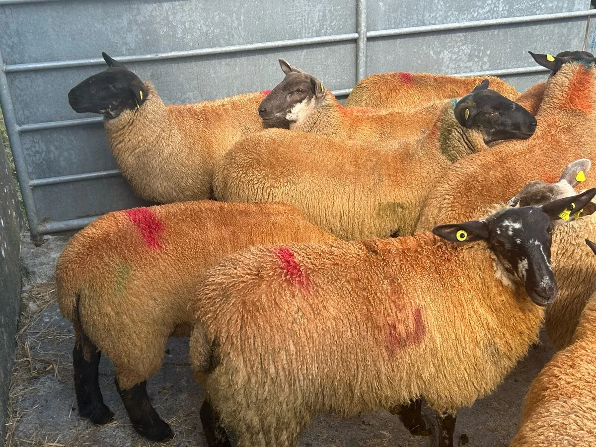 13 Super SuffolkXMule Ewe Lambs - Image 2