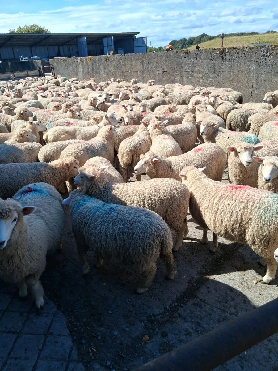 Romney 250 ewe lambs - Image 1