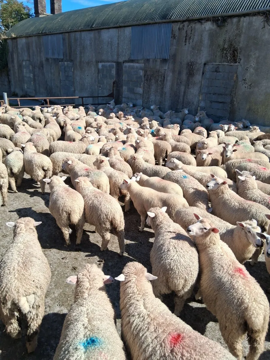 Romney 250 ewe lambs - Image 2