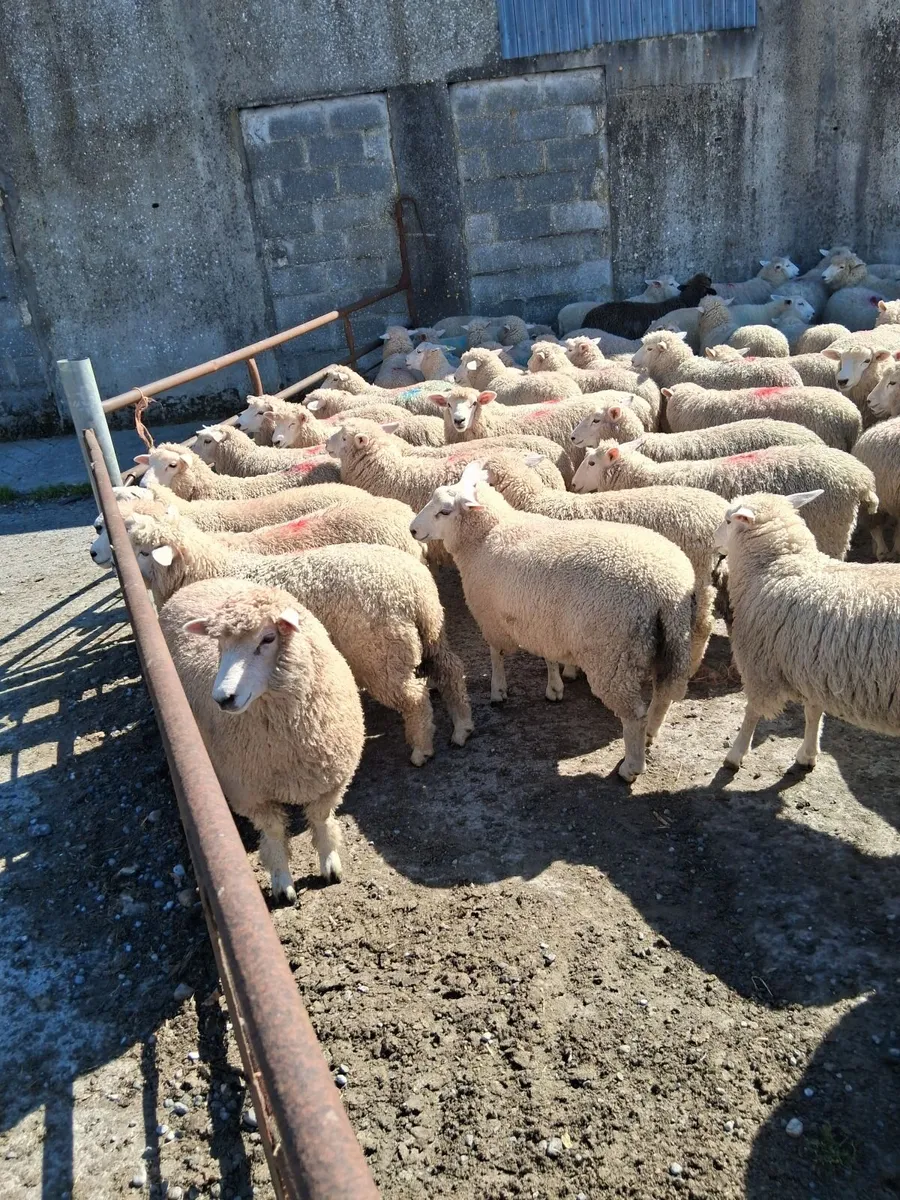 Romney 250 ewe lambs - Image 3